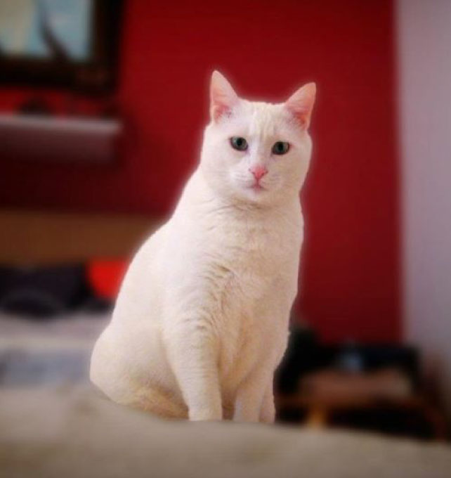 kedioteli