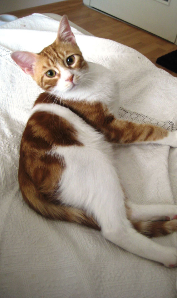 kedioteli