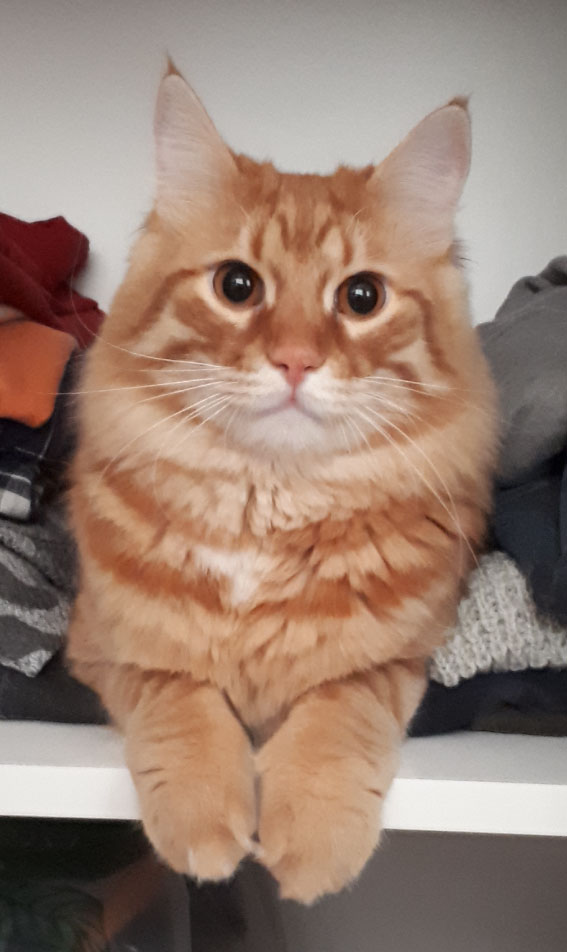 kedioteli