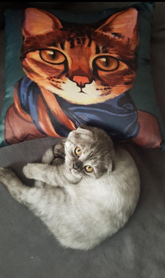 kedioteli