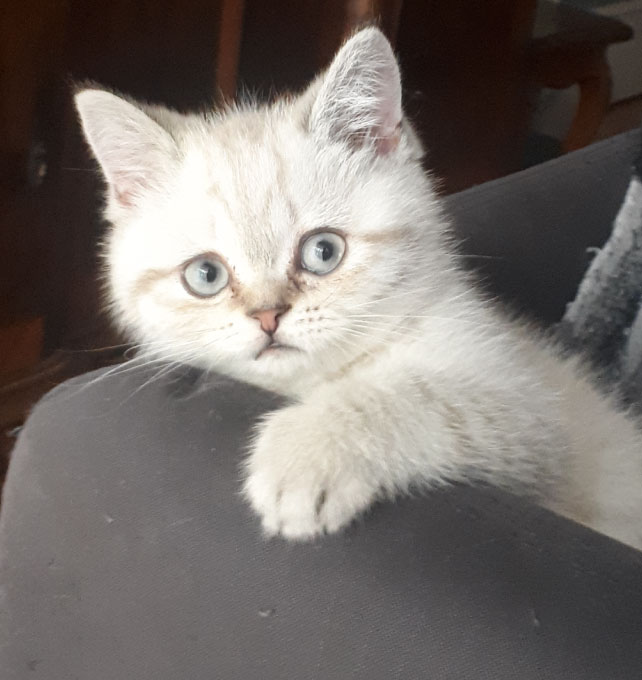 kedioteli