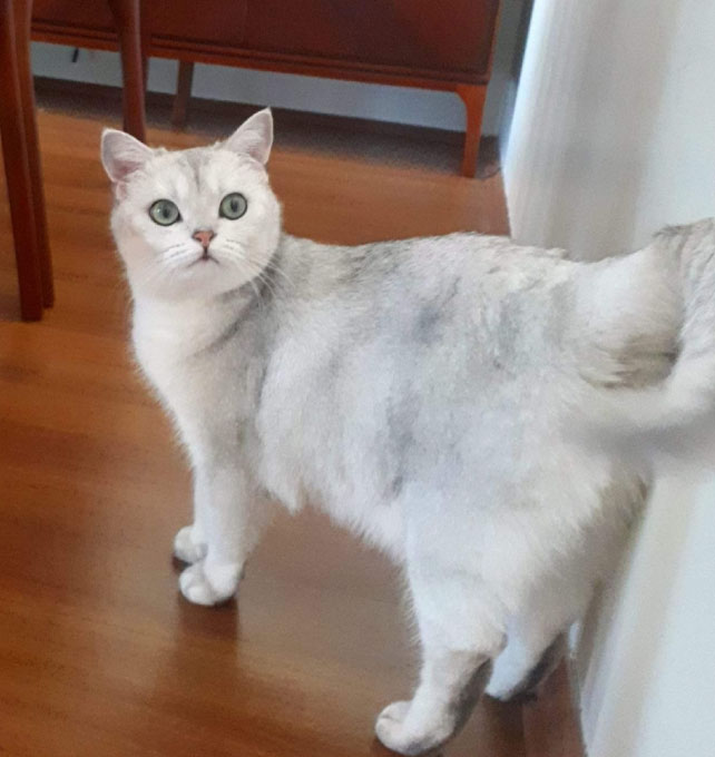 kedioteli